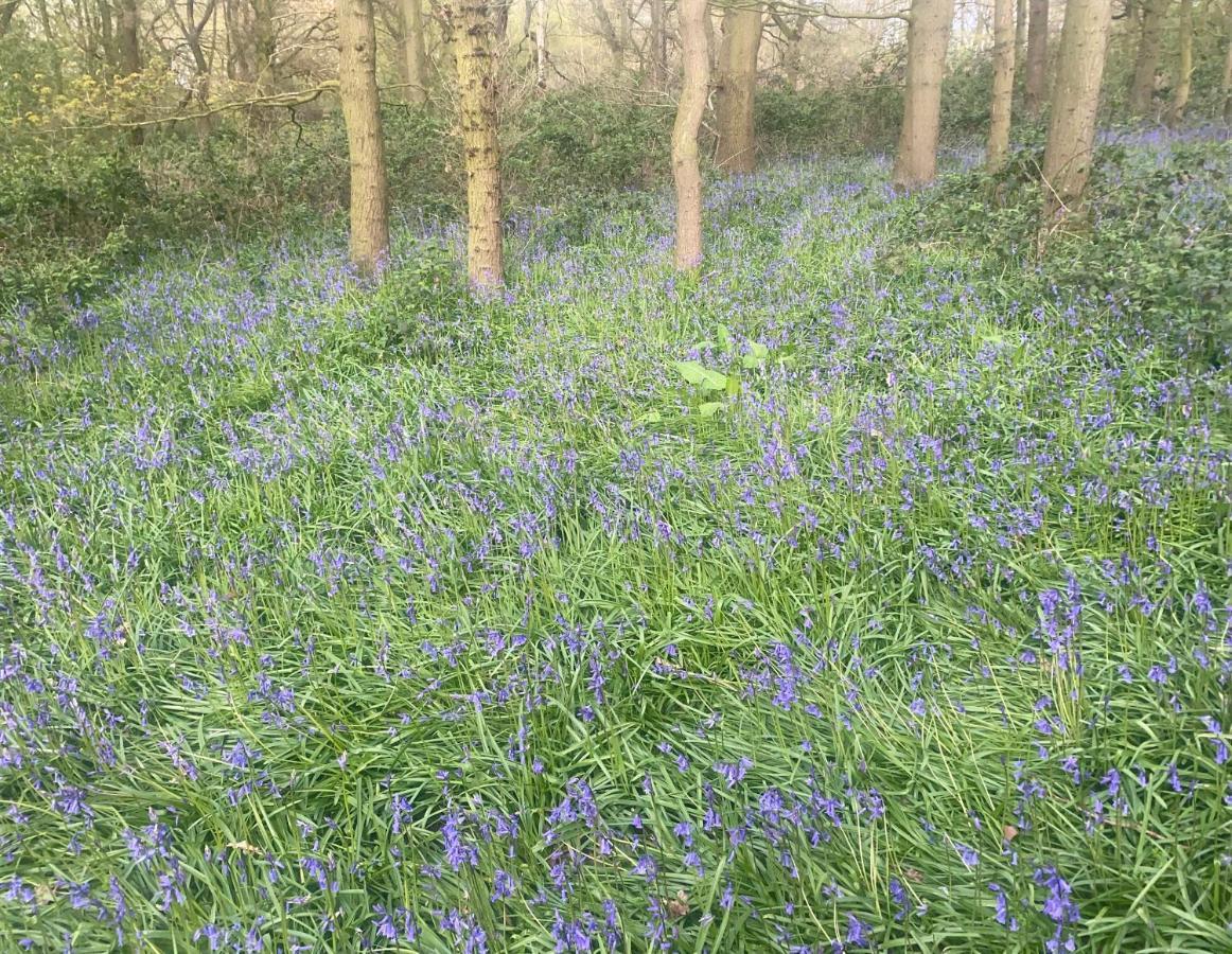 Bluebell Cottage 塞尔比 外观 照片